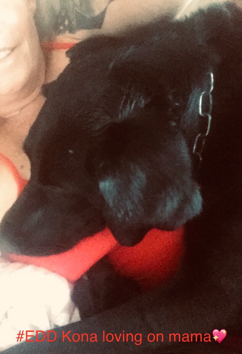 k9danka's tweet photo. #EDD Kona #My girl 💖🐾🐾 #k9 #lab #detectionk9 #workingdog #K9team #bombdog #k9partner #k9handler https://t.co/PUiutcsmc3