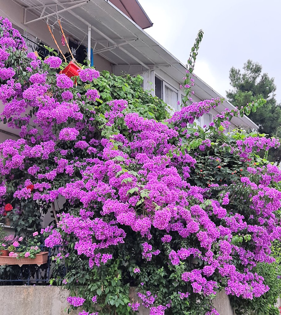 hayırlı Uğur'u sabahlar