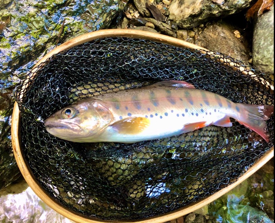 ヤマメ釣り ヤマメ釣り