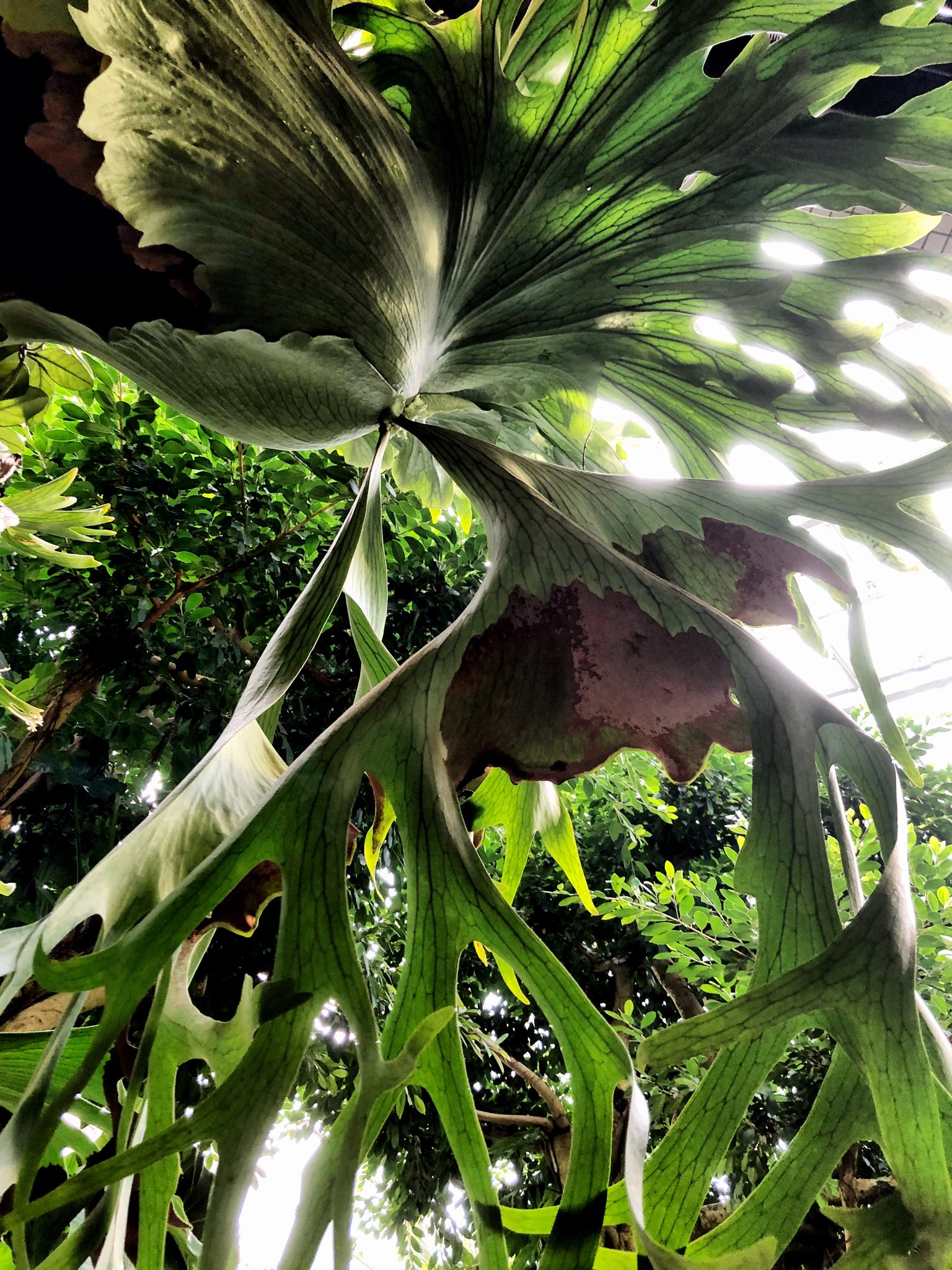 咲くやフォトコンテスト Twitter Search Twitter