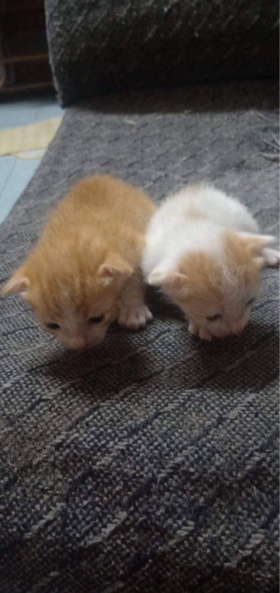 มีใครสนใจอยากรับน้องแมวไปเลี้ยงไหมค่า พอดีน้องมาคลอดที่บ้านพี่สาวแล้วพี่เลี้ยงไม่ไหวค่า อยู่แถวรามอินทรา49 ค่า ฝากรีหน่อยนะค่า ช่วยน้องหาบ้านหน่อยค่า🙏🏻 #หาบ้านให้น้องแมว