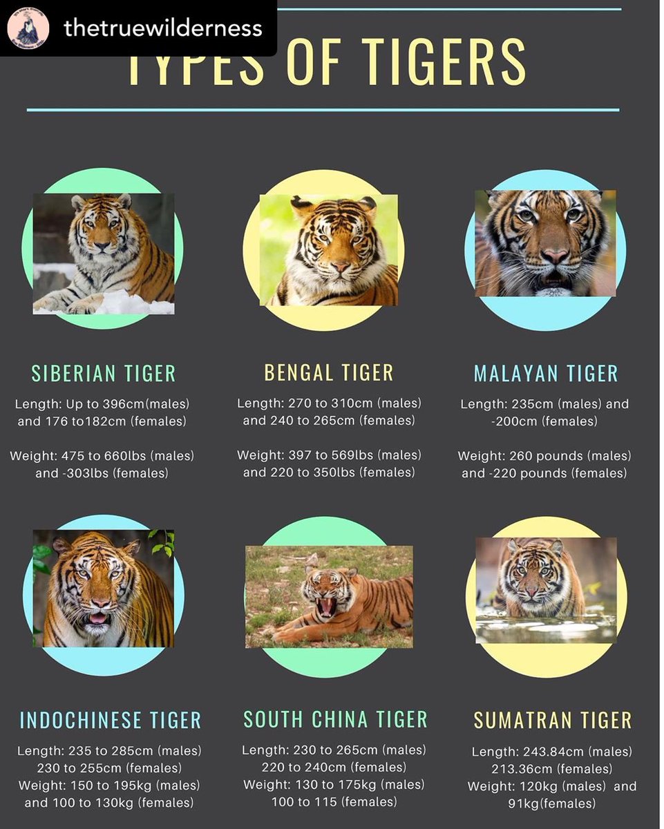 harimau_my on X: There are six species of tigers still remains : 🐯Bengal  Tiger 🐯Siberian Tiger 🐯Sumatran Tiger 🐯Malayan Tiger 🐯Indochinese Tiger  🐯South China Tiger Photo credit : @thetruewilderness #SaveOurMalayanTiger  #SelamatkanHarimauMalaya