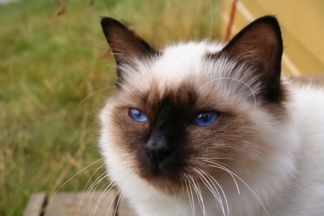 The Birman literally can’t look at your stupid face. Not for one second.