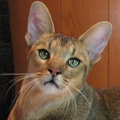 The Chausie’s ears have grown this big trying to hear literally anything other than your constantly enraging voice
