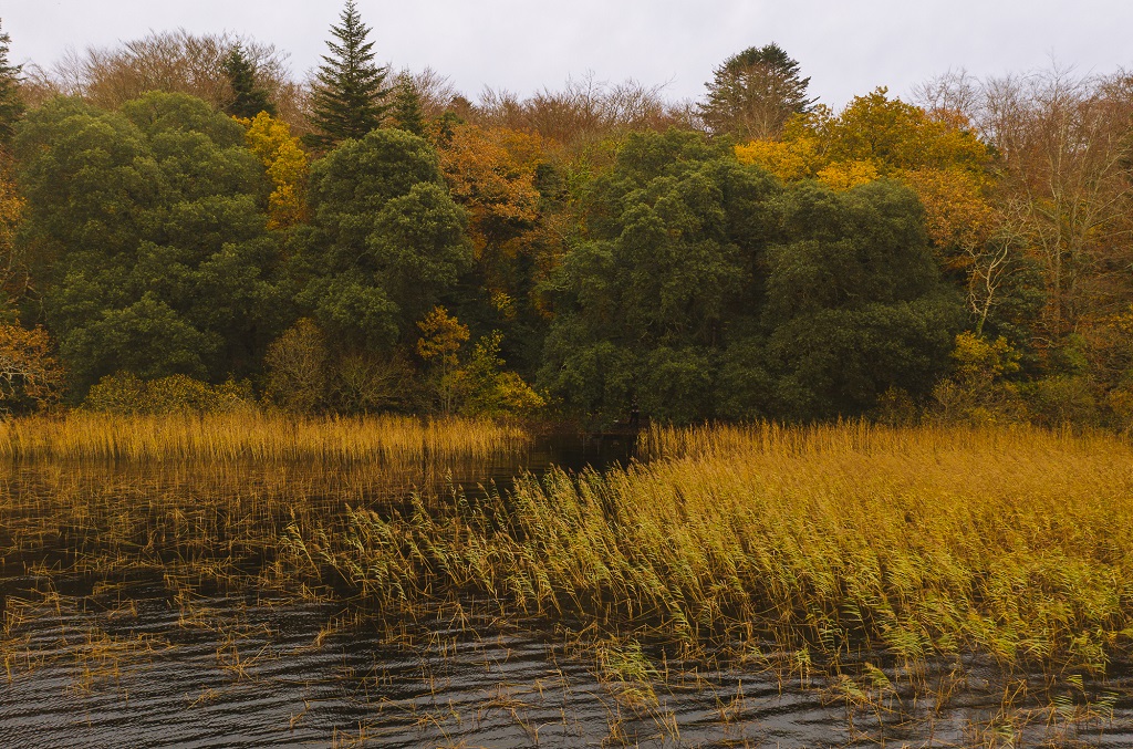 Walks in the woods have great #mentalhealth benefits. Visit your local forest this weekend but while there - please follow any #socialdistancing measures in place, and always #LeaveNoTrace. Find out about your local forest here: bit.ly/2Lp5IJg  #getoutdoors #localwalks