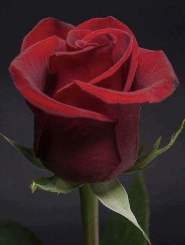 <a href="/jemoule2323/">جمال الدين الجزائري</a> صباح النور و السرور