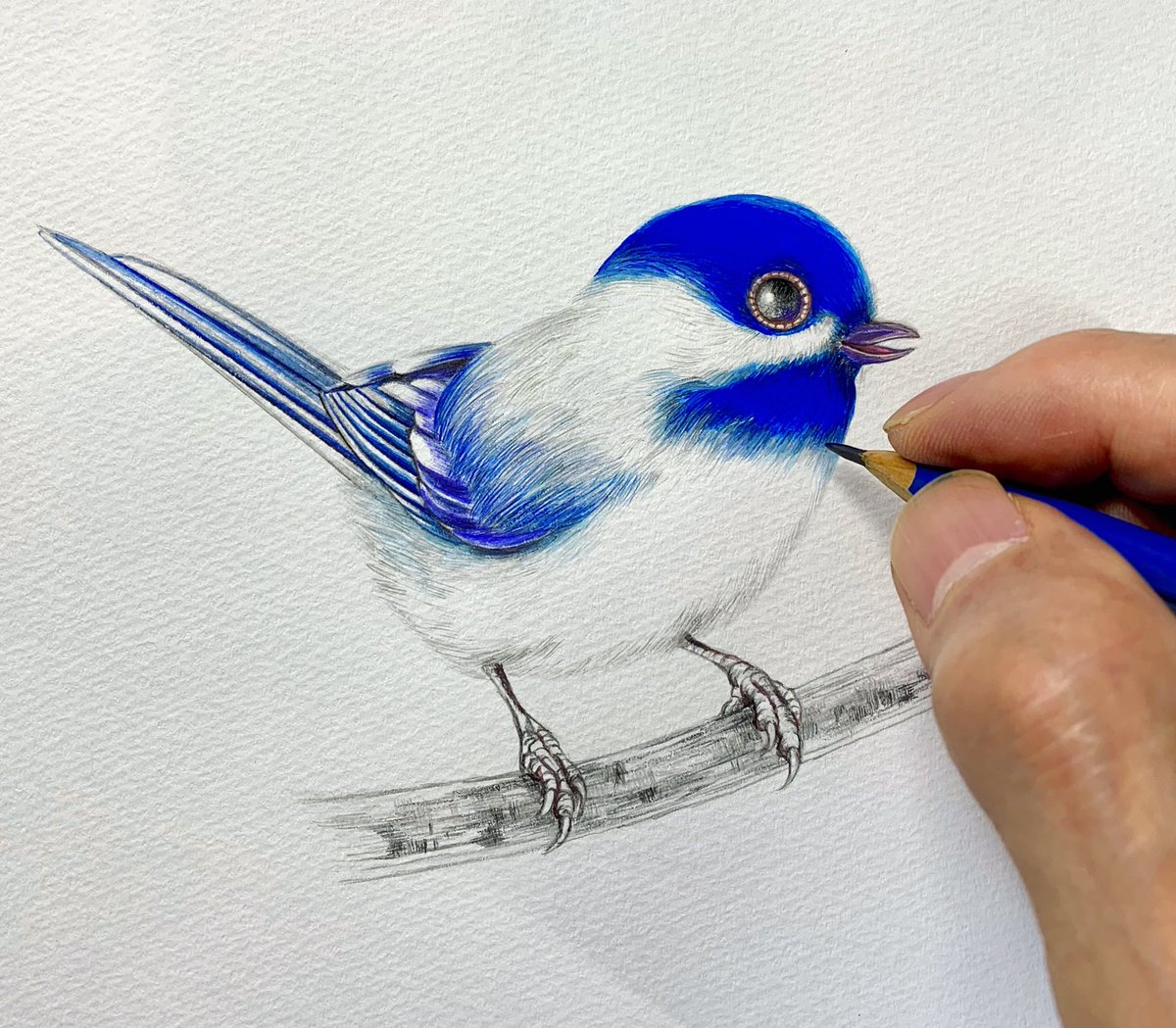 竹澤イチロー V Twitter 青い鳥 2 3日暑さでボォ ッとして なかなか創作エンジンが かかりませんでしたが ようやく頭が回りはじめました ﾟ ﾟ W ﾟ ﾟ Art Bird 小鳥 鉛筆画 竹澤イチロー 現代アート 鳥 野鳥 コスプレ マンガ 美術