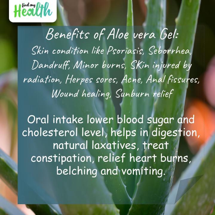 findmyhealthnow's tweet photo. Aloe Vera has been a part of many cosmetic products, what if we could make our own products using home grown Aloe? Here are a few tips on how Aloe Vera can be used for both inner and outer health☘️ #aloevera #Aloegel #skincareregime #healthyliving #pledgeforayurveda #saturdaymood https://t.co/lJN9qGDqSt