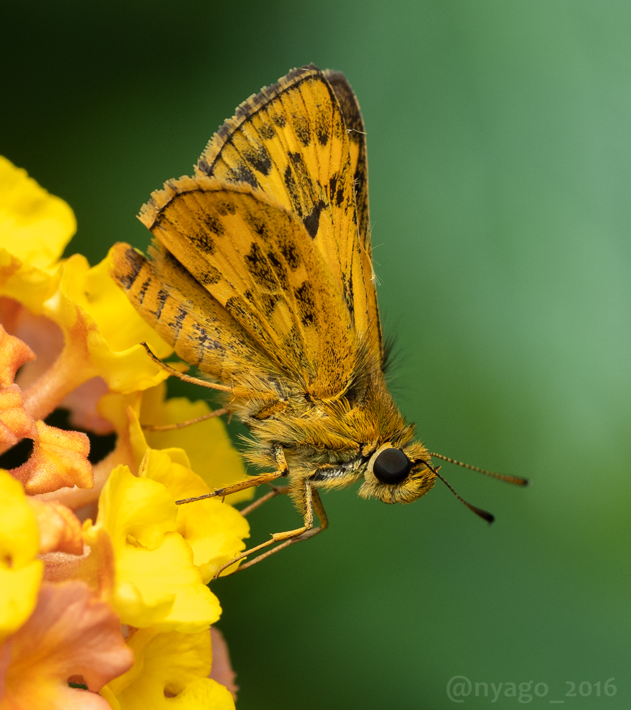 Nyago ランタナ に来てた キマダラセセリ ちゃん ペンタス に来てた イチモンジセセリ ちゃん 花 セセリチョウ Flower 蝶 チョウ Butterfly 昆虫 Insect T Co N1uhnmtjtw Twitter