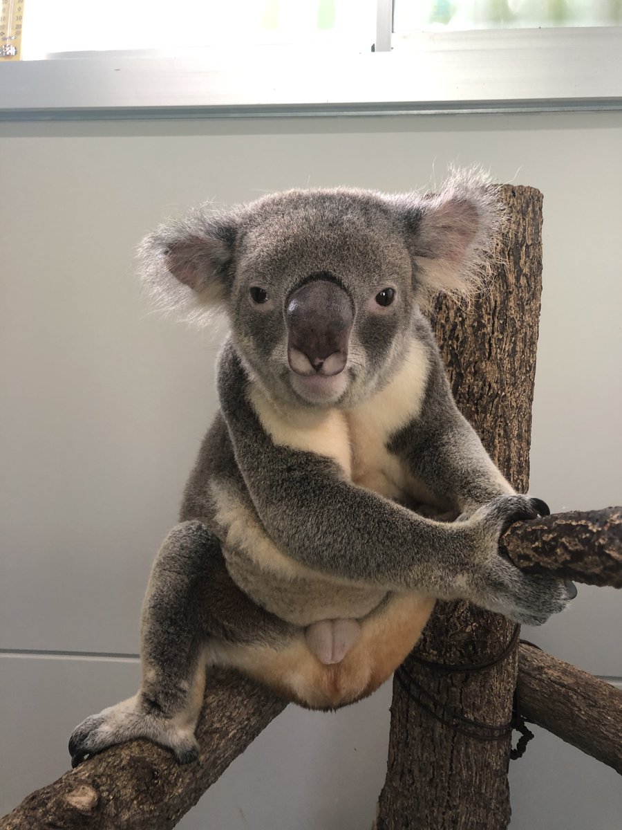 鹿児島市平川動物公園 Ar Twitter コアラ館のリニューアル工事のため オスのブンダとバンブラは非展示の仮設飼育施設で飼育中です 同じコアラ でもオスとメスはずいぶん雰囲気が異なります オスの特徴をまとめたズーブログをアップしていますので ぜひご覧ください