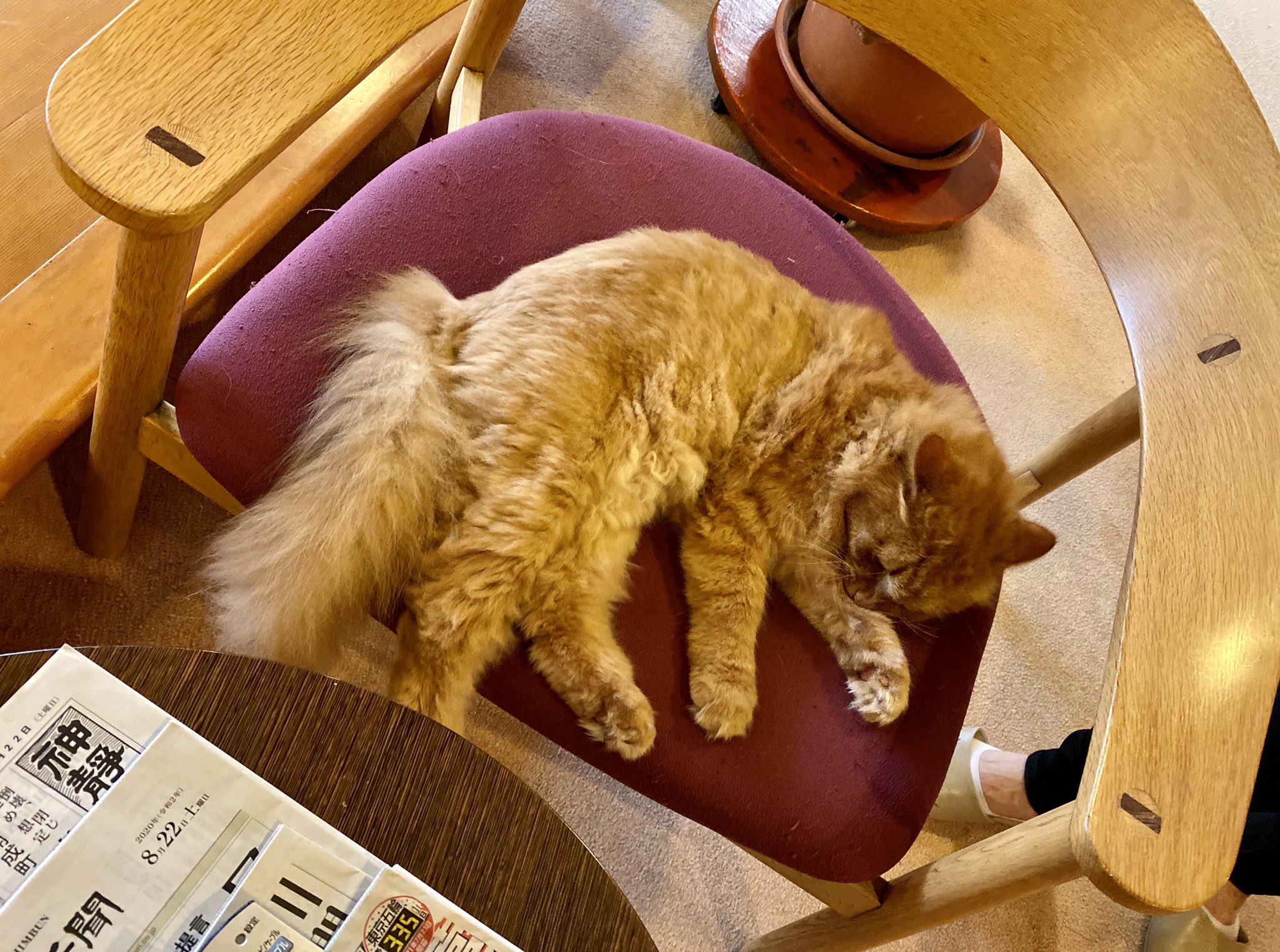 ボードゲームが450種以上 猫様もいる最高の箱根旅館 話題の画像プラス ボードゲームが450種以上 猫様もいる最高の箱根旅館 話題の画像プラス