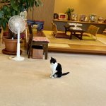 ボードゲームが450種以上？!猫様もいる最高の箱根旅館!