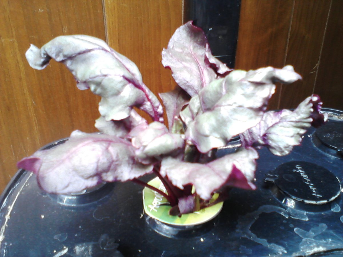 144) So, for folks interested in  #Aerogarden products that are currently out of stock, all I can say is check back, and check back regularly. They'll eventually have what you want....Beet Greens in a Harvest. Slow to grow, but I always have difficulty w/Harvests for some reason