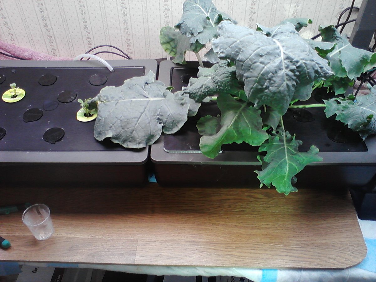 145) Next, is my experimental non- #Aerogarden Collard Greens pod (see previous posts). It's getting after it, lol. I did remove all other plants, so it's growing alone. Bigly.Other side of this FarmPlus is Aerogarden Dino Kale & Kale Mix.Also, the Red Fire Sprouted! ToBeCont.