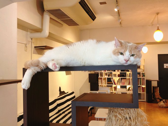 東京都内にある人気の猫カフェまとめ 猫とまったりとした時間が過ごせる Pathee パシー