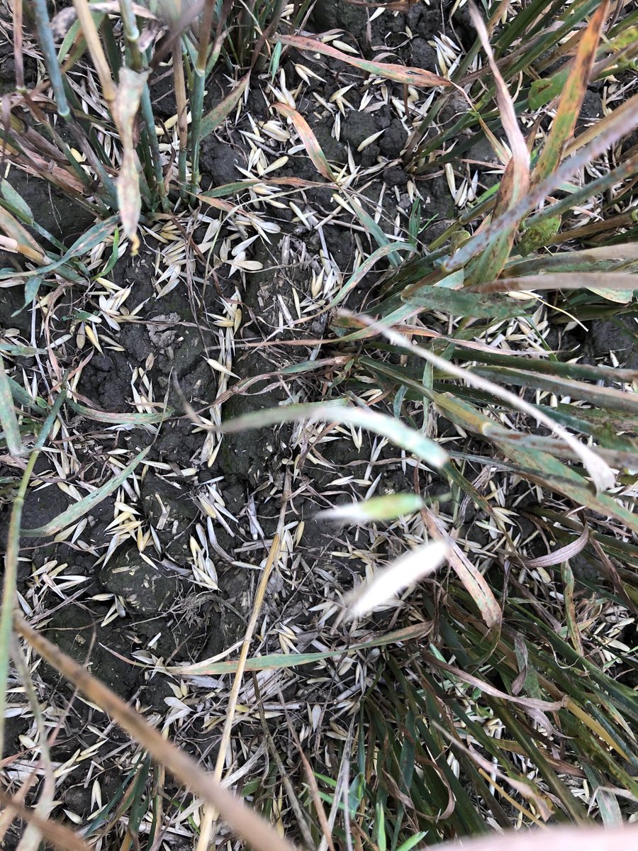 ajfarming's tweet image. 2020 The season that just keeps giving