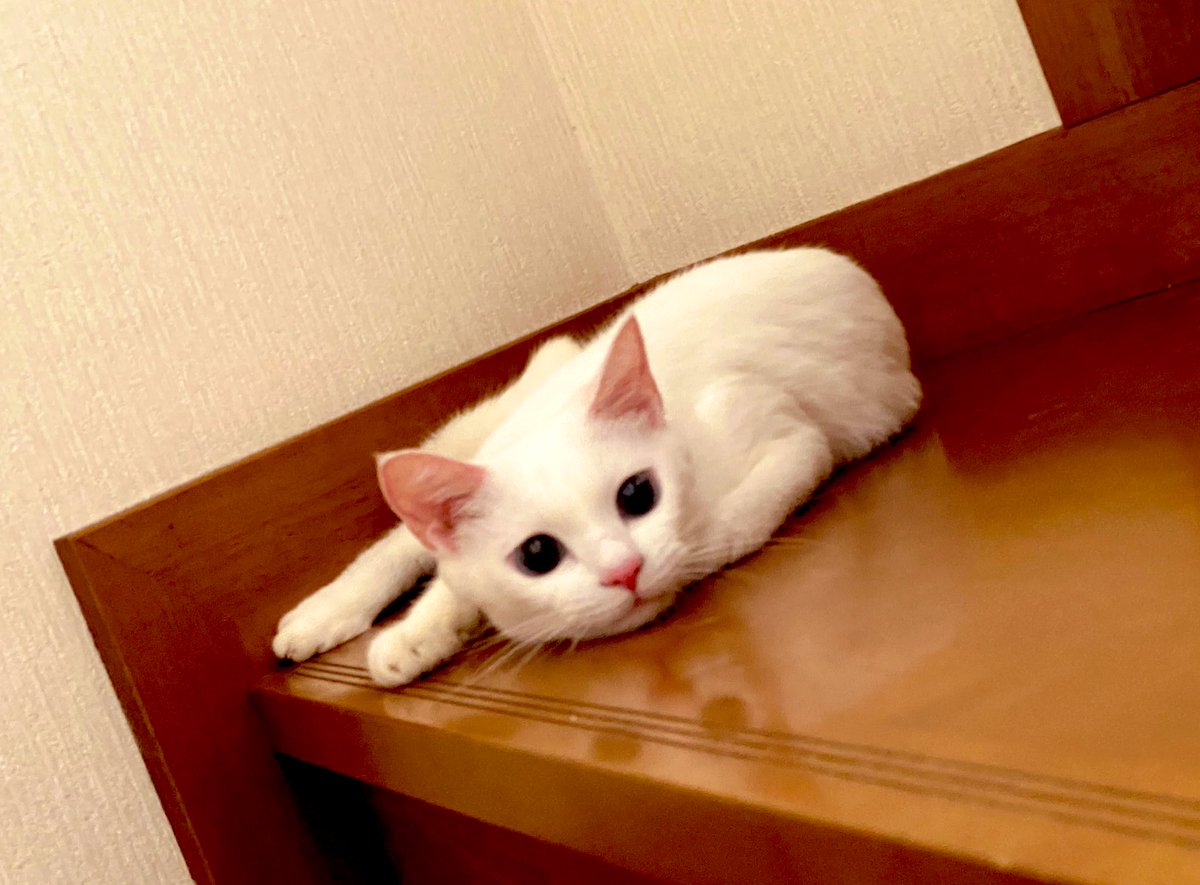 おはこんにちは٩(ˊᗜˋ*)و

今日は遅番業務!!
朝から次男と共同作業で💦
夏休みの宿題をしてました😅
(遅めの､ご挨拶すいません!!)

ふとテレビをつけると…
｢24時間テレビ｣のCMが!!

もう何年も見てないなぁ🤔💭

さぁ!!支度をしようw

皆様٩(๑′∀ ‵๑)۶
良い週末をお過ごしください🍀
#今日のヌコ