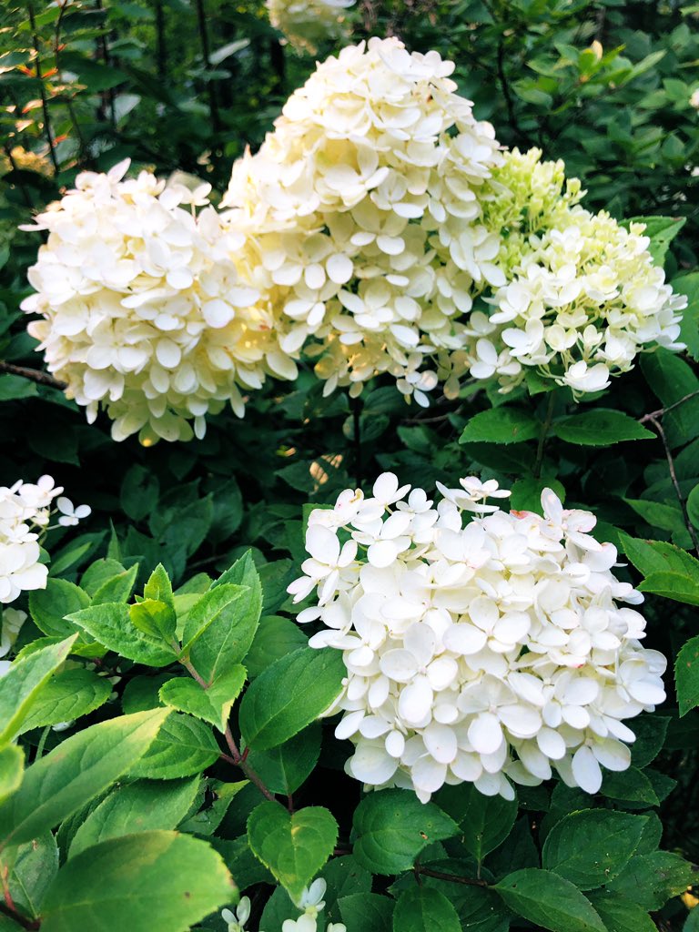TealSeptember's tweet photo. Our #Hydrangeas are starting to #Bloom. #Bush #Shrub #MyPlants #Summer2020 #BackYardPlants #Flowers #NC #Mountains #Hydrangea https://t.co/XH2ZMNTOaj