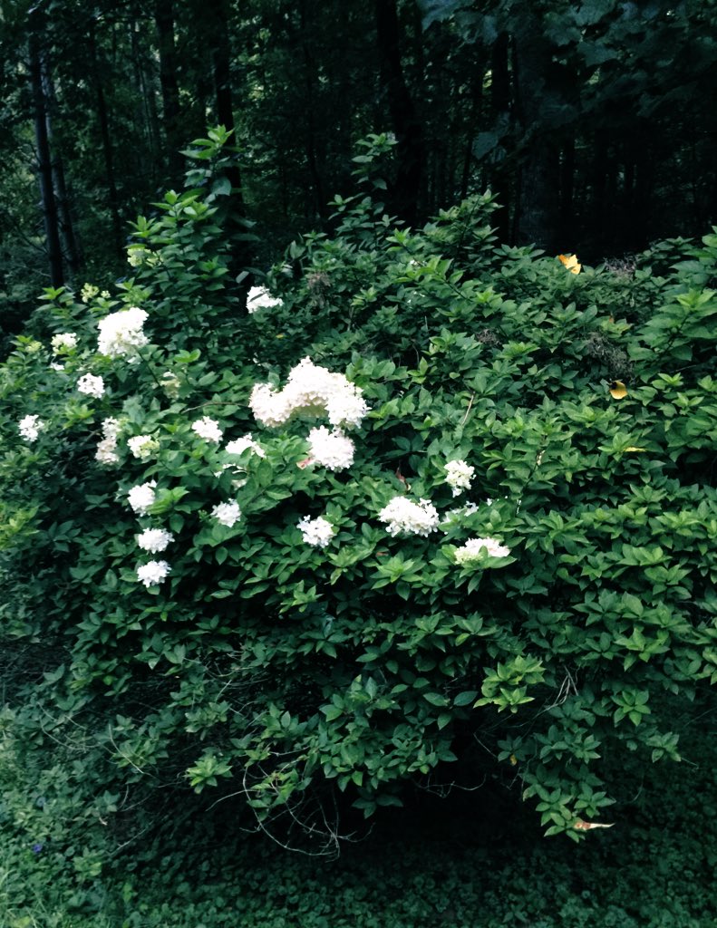 TealSeptember's tweet photo. Our #Hydrangeas are starting to #Bloom. #Bush #Shrub #MyPlants #Summer2020 #BackYardPlants #Flowers #NC #Mountains #Hydrangea https://t.co/XH2ZMNTOaj