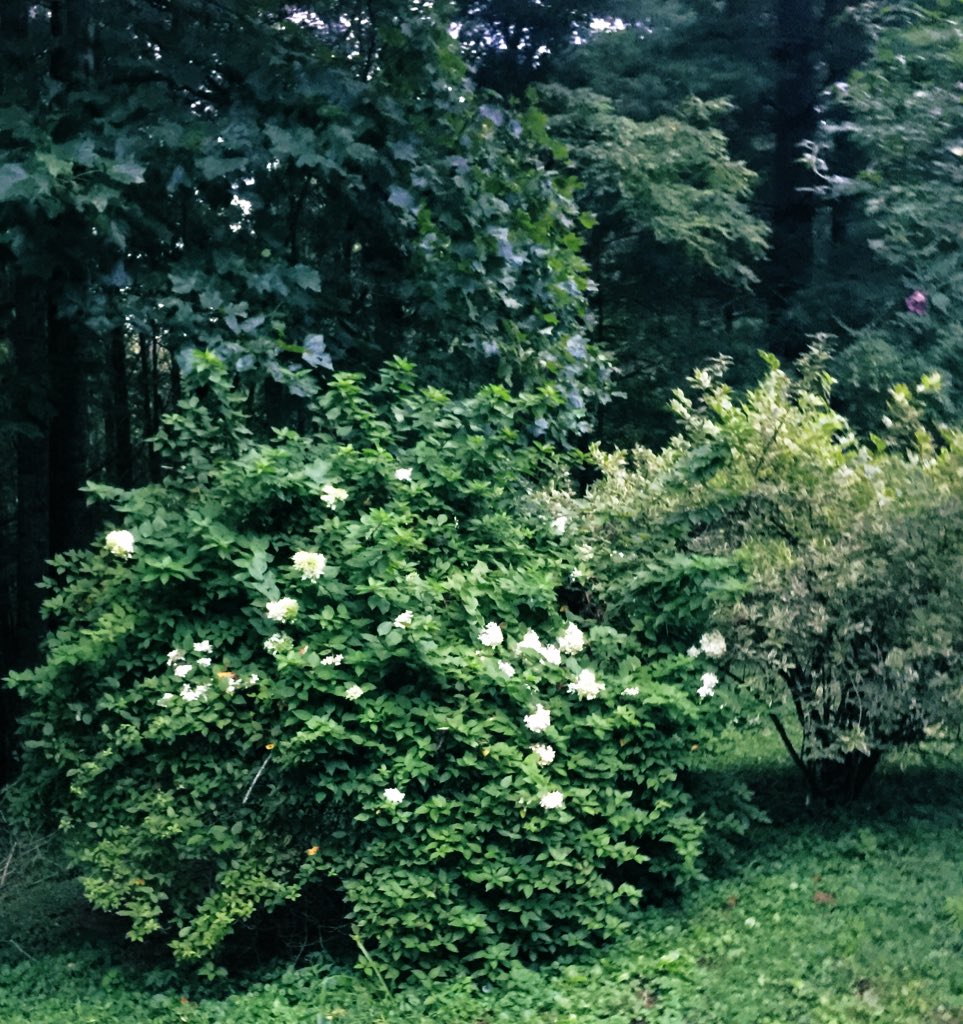 TealSeptember's tweet photo. Our #Hydrangeas are starting to #Bloom. #Bush #Shrub #MyPlants #Summer2020 #BackYardPlants #Flowers #NC #Mountains #Hydrangea https://t.co/XH2ZMNTOaj