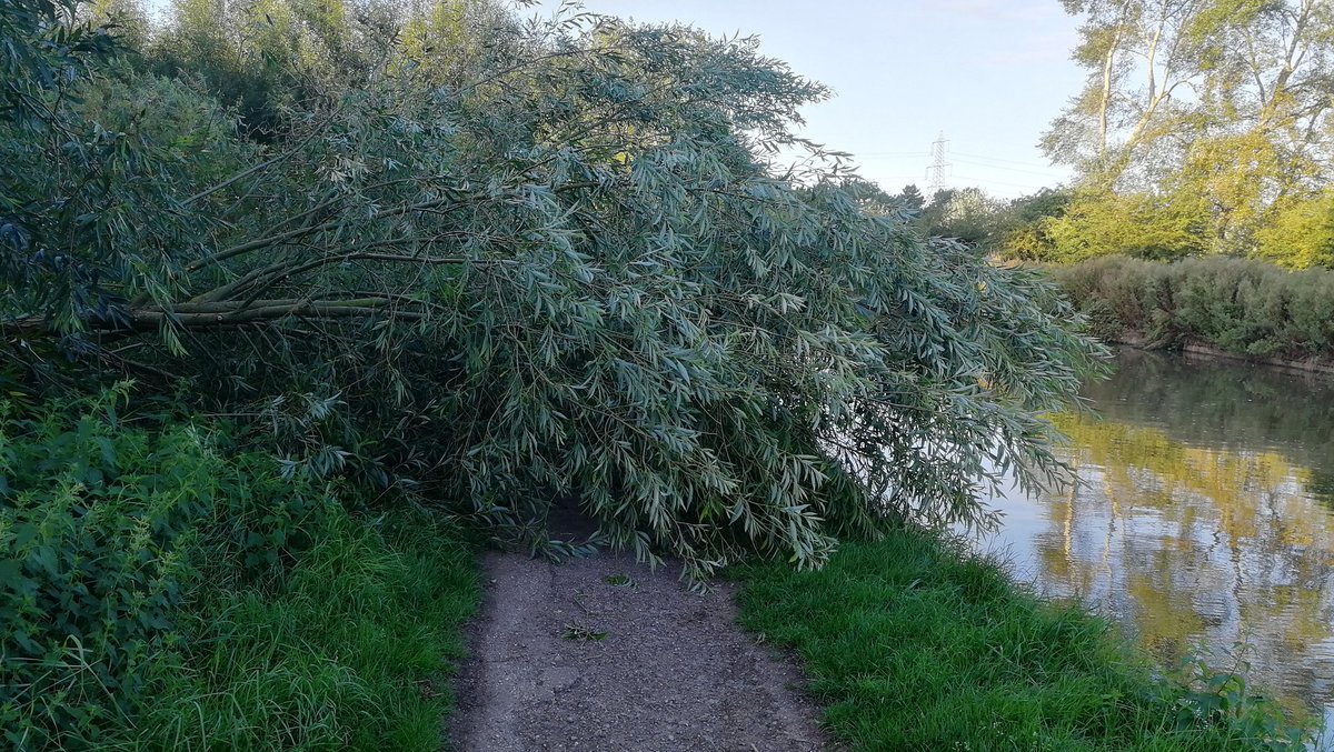 Tree completely blocking towpath of #grandunion #canal Leighton Buzzard opposite Tidd8