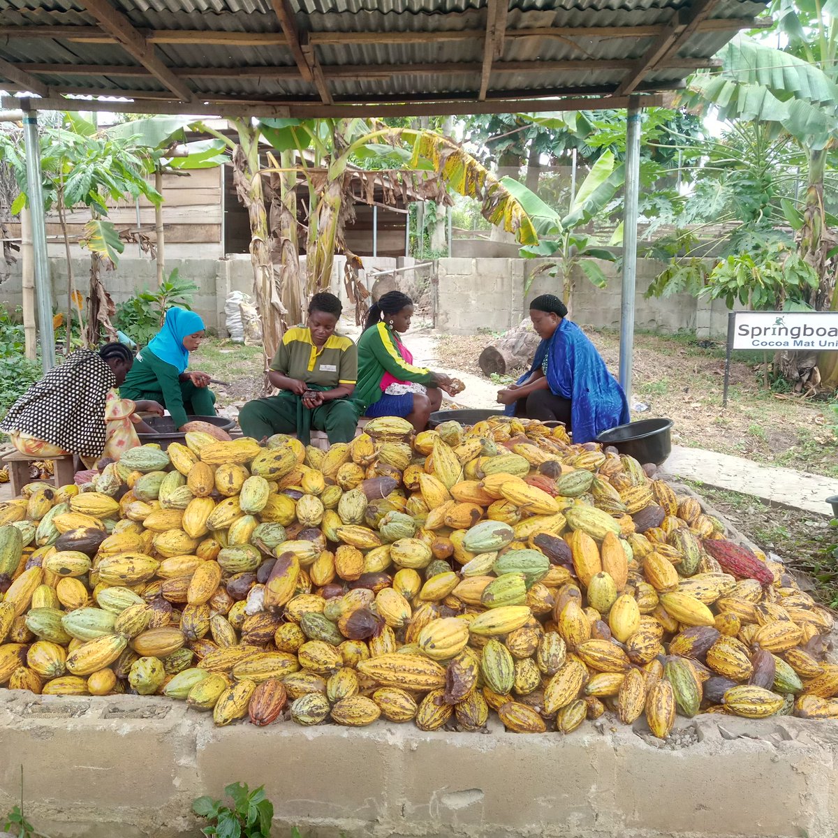 Breaking of cocoa pods in preparation for quality fermentation at springboard.