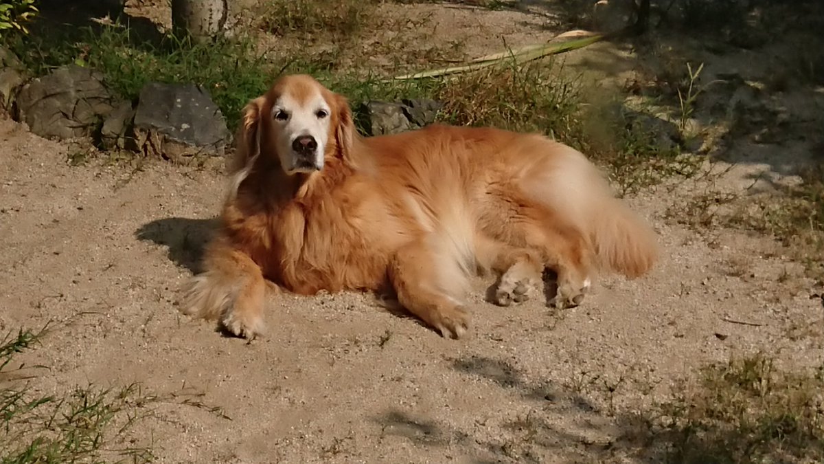 日向ぼっこ犬