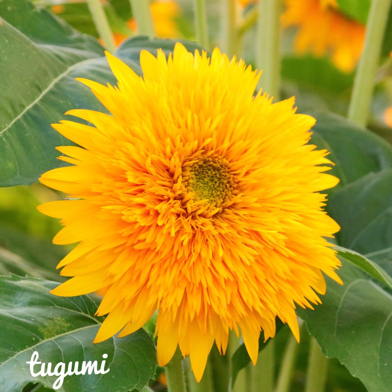八重向日葵 Twitter Search Twitter