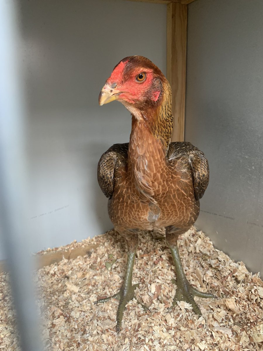 8/n - this velociraptor is what a lady pit game Chook looks like and with stems like that you can tell she’s ready to fuck shit up