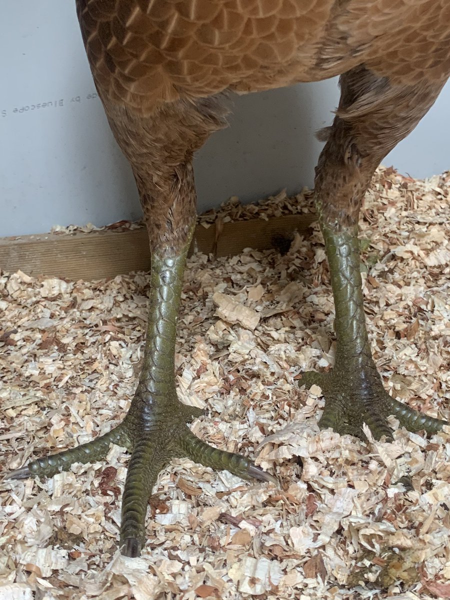 8/n - this velociraptor is what a lady pit game Chook looks like and with stems like that you can tell she’s ready to fuck shit up