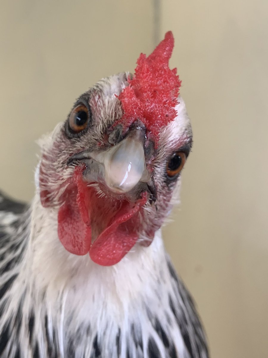 Thread 1/n: Even though the world is topsy-turvy, the annual rare breed chicken show happened in  #Hobart today - I am your willing correspondent