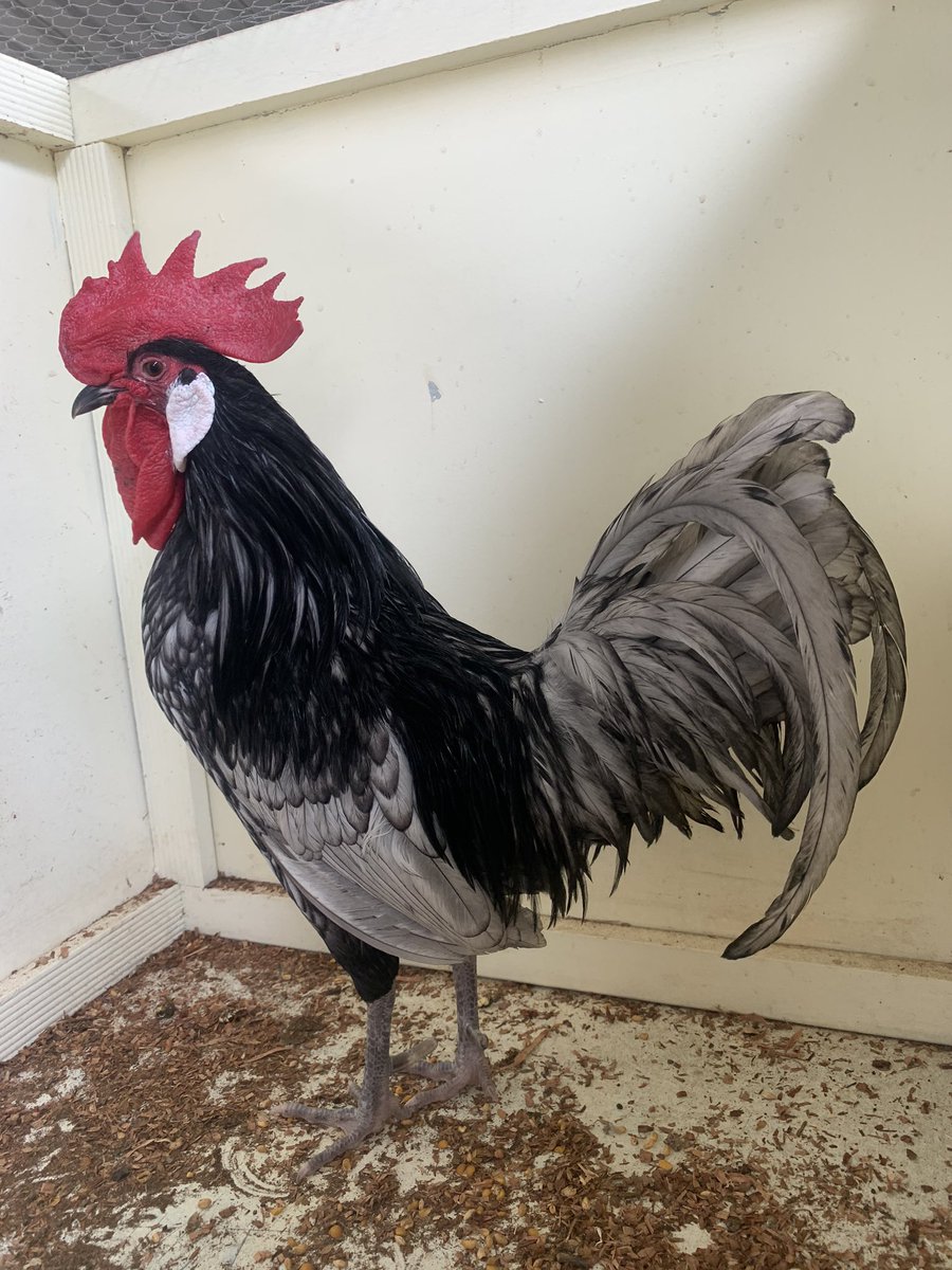 5/n - this blue Andalusian is a good looking Chook and won my prize for best earlobes in show
