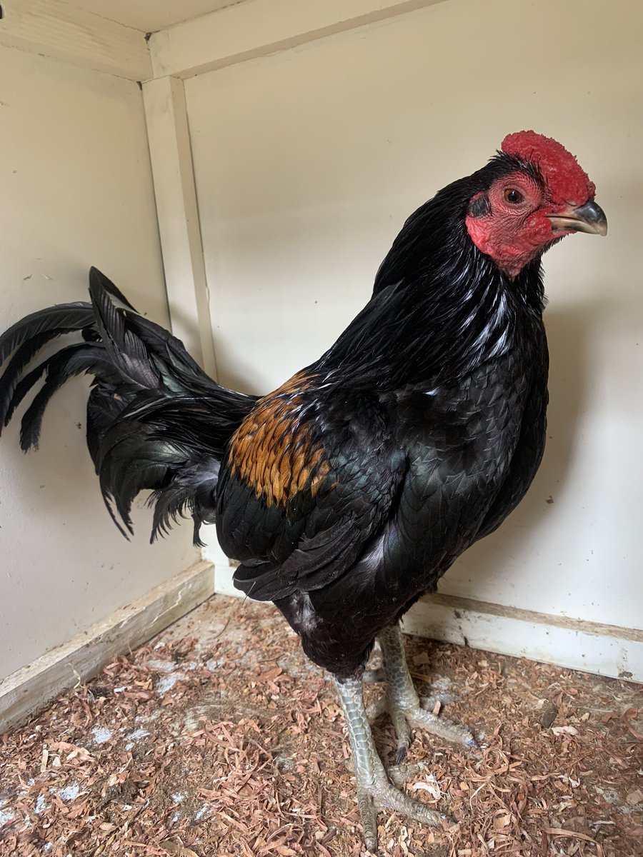 7/n - this bruiser is an Australian pit game and I learned that they establish their hierarchy by murdering any chook they meet, making the survivor both the strongest and loneliest Chook