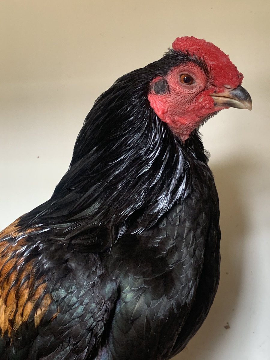 7/n - this bruiser is an Australian pit game and I learned that they establish their hierarchy by murdering any chook they meet, making the survivor both the strongest and loneliest Chook