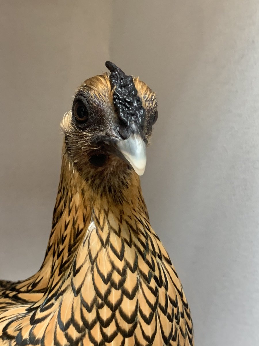 13/n - golden sebright bantams are a breed unashamed that they serve no practical purpose beyond beauty