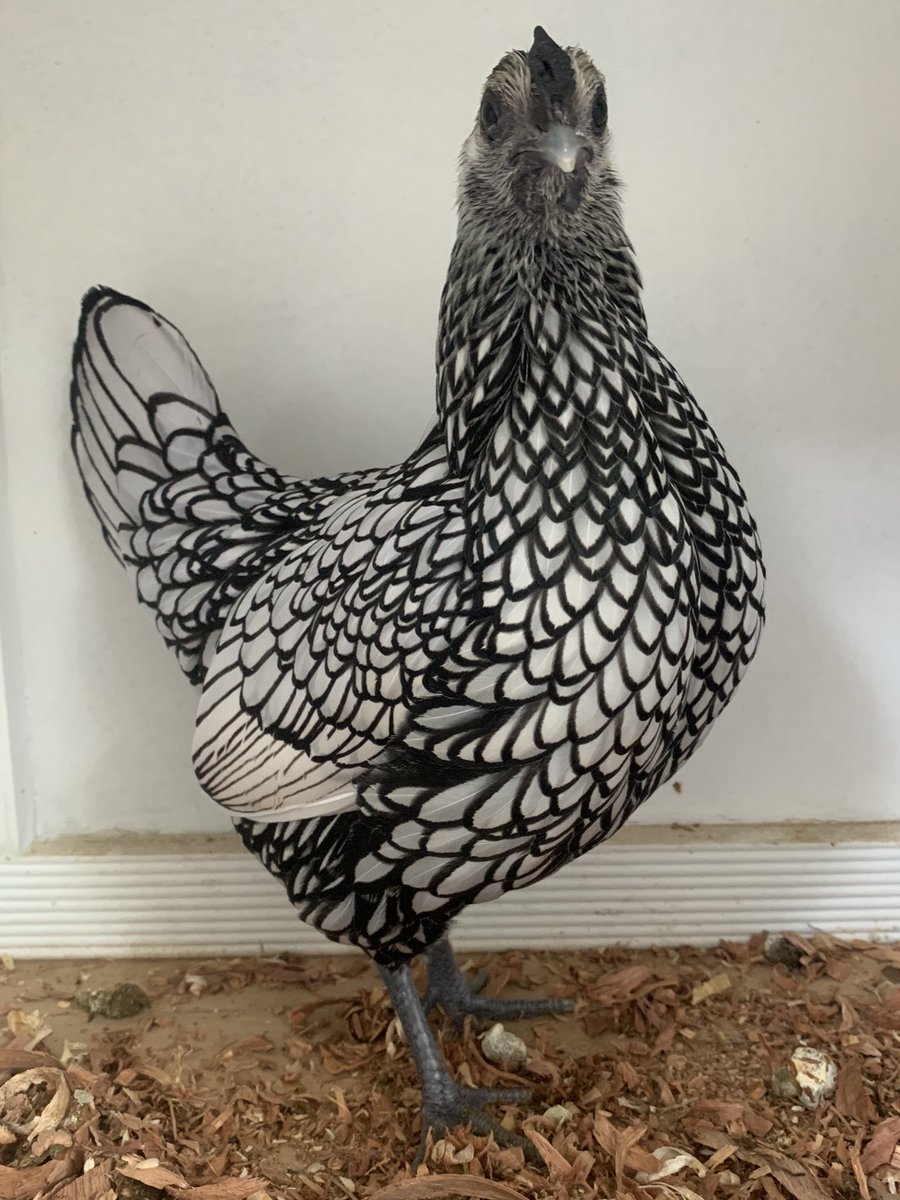 15/n - sebright bantams also come in silver, but all versions are impractical and glorious