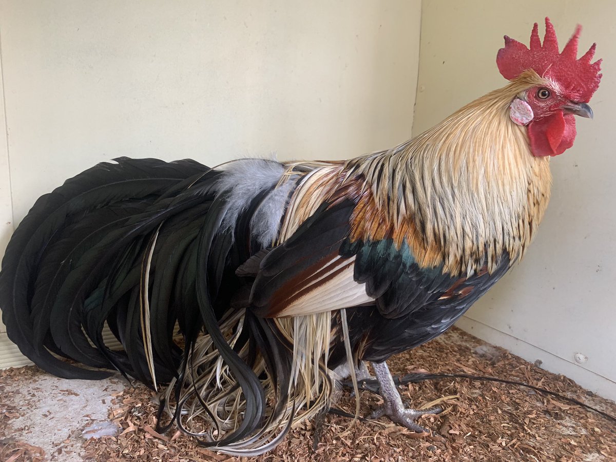 18/n - the Phoenix has incredibly long tail feathers which I think would be more impressive when not being trampled on in a show cage 