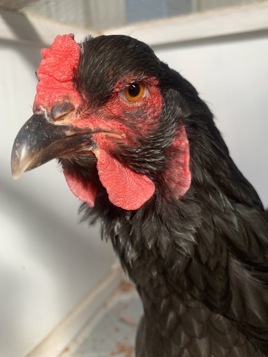 20/n - I don’t know what this Chook is but she won best stink eye of the show 