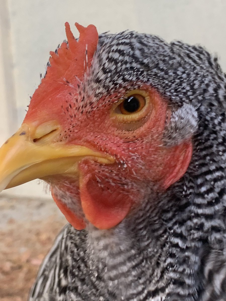 21/n - Plymouth Rock chooks are just enormous and their stripes are only accentuated by their sleepy looking faces 