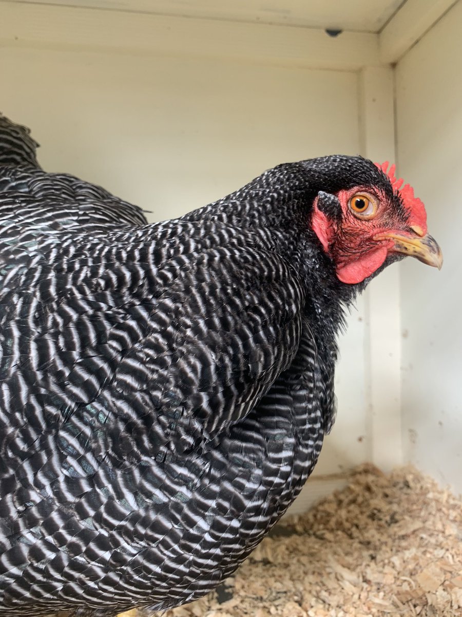 21/n - Plymouth Rock chooks are just enormous and their stripes are only accentuated by their sleepy looking faces 