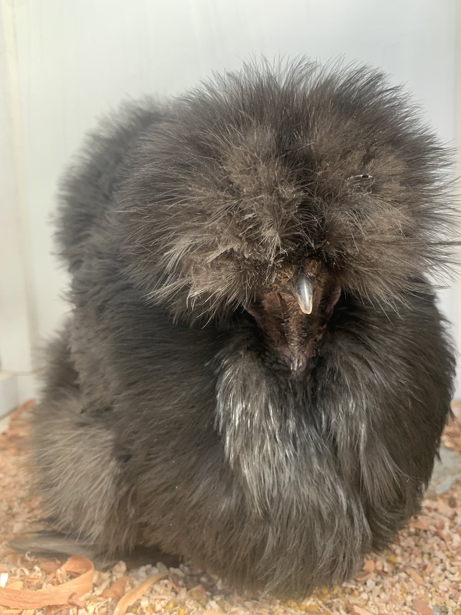 22/n - this is a silky chicken but I genuinely dunno if it’s a hen or rooster because it’s literally all just  #floof - fun fact is that unlike other chooks silkies have 5 toes and black flesh and skin