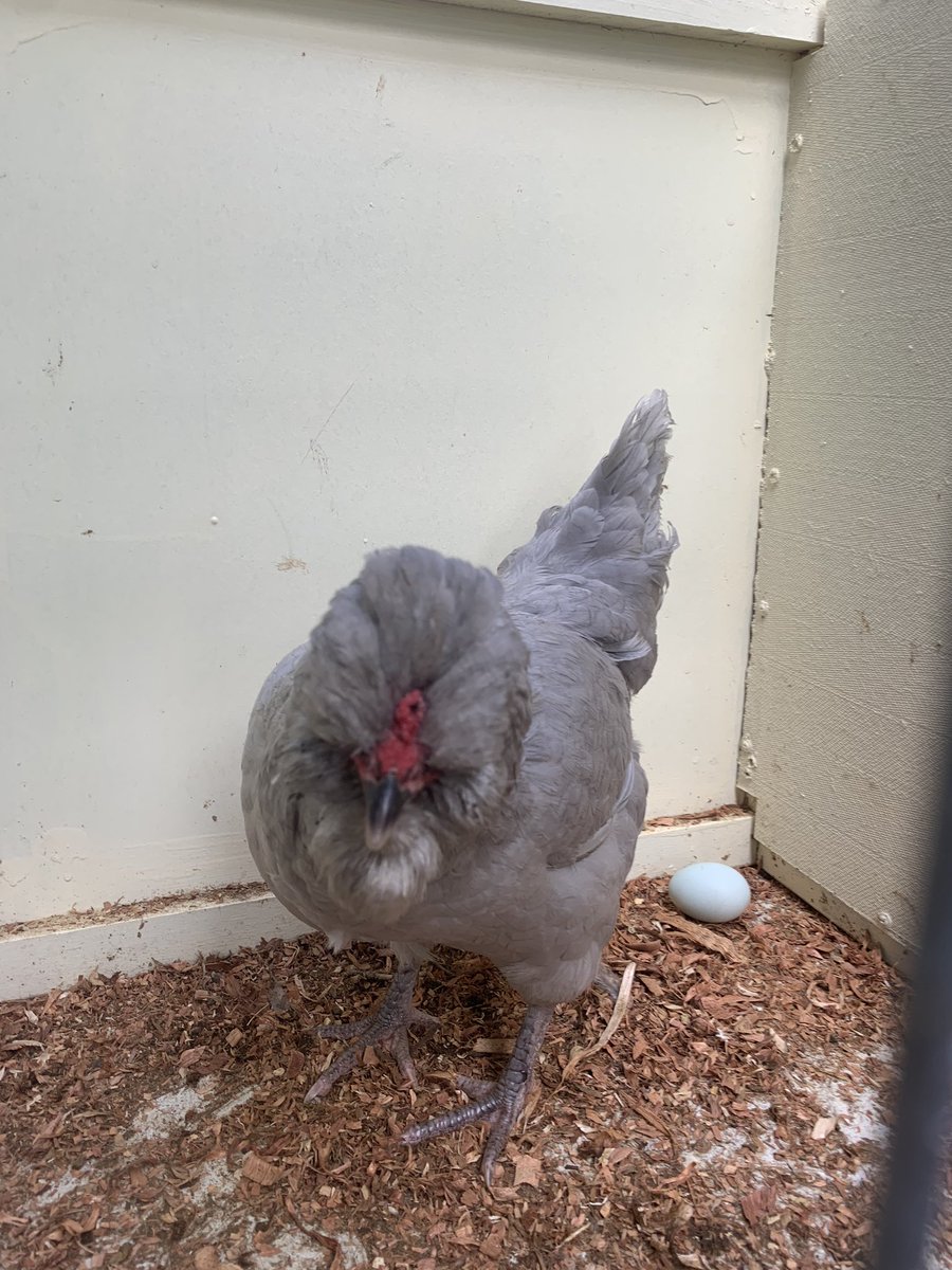 24/n - the araucana is a great but odd looking Chook - blue eggs, beards, sideburns and a little crest to round it out. Sometimes they have no tail as well!
