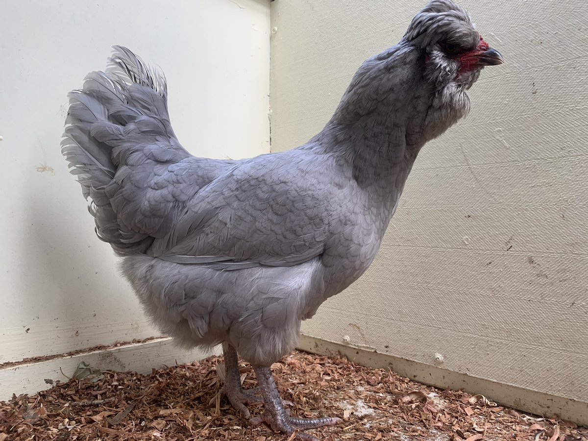 24/n - the araucana is a great but odd looking Chook - blue eggs, beards, sideburns and a little crest to round it out. Sometimes they have no tail as well!