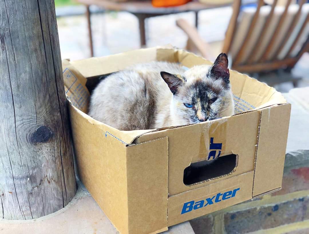 HappyPantsRanch's tweet photo. Happy Caturday from Betty blue eye!
Saved from the streets of Spain where she lost her eye after being βkicked around outside like a football by kidsβ but now sheβs feline fantastic on The Ranch!
#caturday #ififitsisits #catinabox #catsofinstagram #siamesecross https://t.co/C8FvUNQHaC