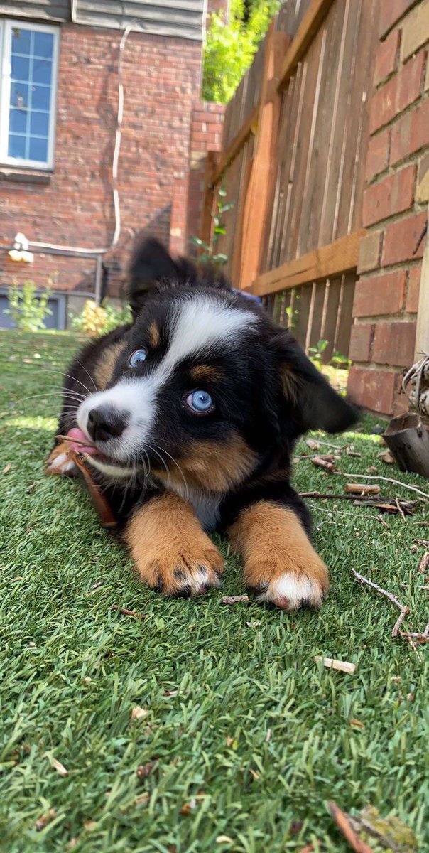 Say hello to our new house dog MOOSE!