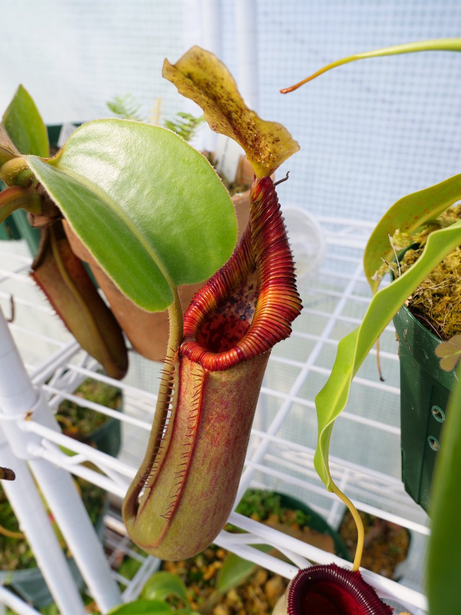 み*う様 ウツボカズラ N.トラスマディエンシス 食虫植物 食虫植物