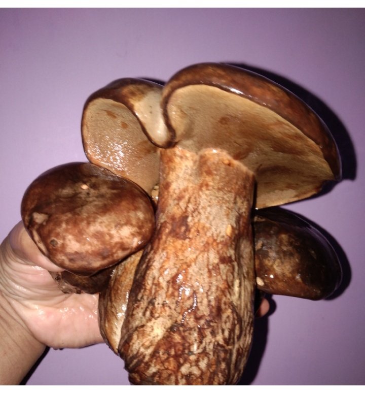 EDIBLE wild Jamun  #Mushroom. These tasty  #SymbioticFungus r only found in association with  #SyzygiumCuminii ( #Jamun) locally called  #JamunKhukhdi. This Biggest mushroom of  #ChotanagpurPlateau can weigh up-to 1kg/piece. @rameshpandeyifs  @AngelinaCE  @FungiwithBengi
