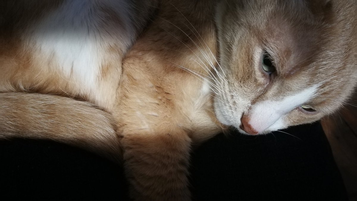 LucyLyons's tweet photo. Back to the vet with poorly #BigBastardBoyCat. Injected full of mega pain killers and anti vomiting drugs and off his face! Finally coming down but so happy to be pain free for the first time. Big tests next week
#Caturday
#CatsOfMargate https://t.co/kV5KpmE8PC