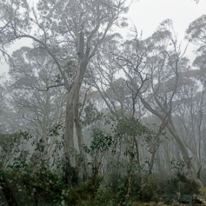 dr_callen's tweet photo. @ConservationUon
@Alex_Callen1
Getting out to #BarringtonTopsNationalPark before the snow (a balmy 3 degrees!) and the start of the season for Davies' tree frog.
Funded by the #NSWGovernment
through #SavingourSpecies & the Environmental Trust
#WomeninSTEM #Aus_ScienceWeek https://t.co/MtVzfeZW4r