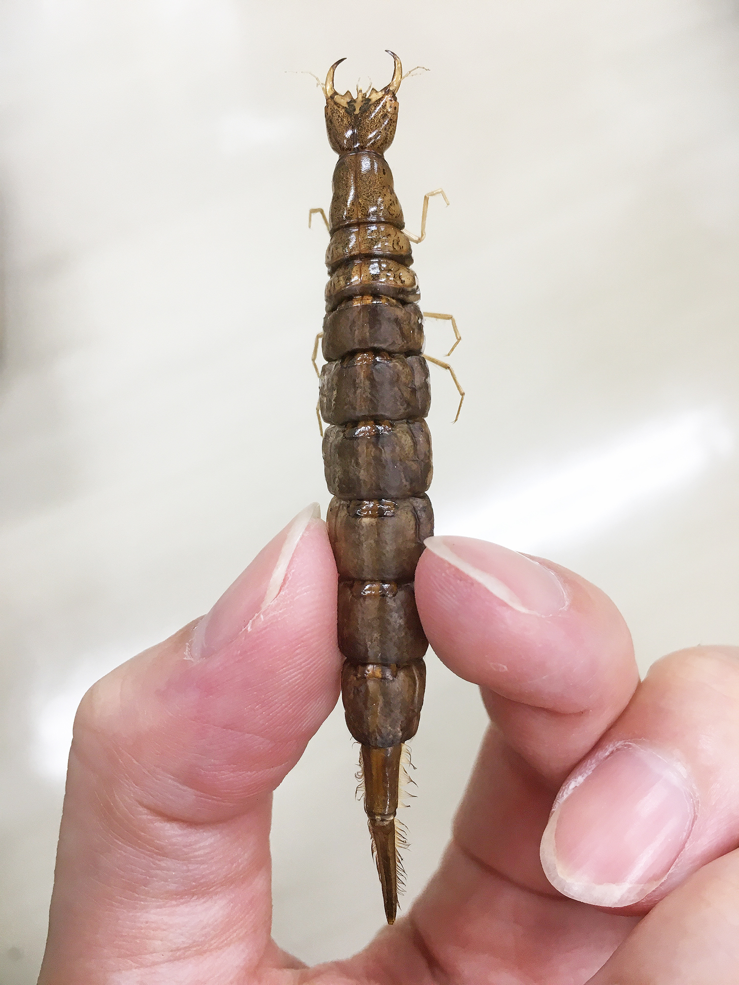 石川県ふれあい昆虫館 على تويتر ゲンゴロウ幼虫のぷくぷく標本が完成しました オウサマゲンゴロウモドキが泳ぐ水槽横の標本箱に入れて展示します 脱水が長すぎたので エタノールに浸ける時間をもう一日短くしたらよかった と作製した学芸員は少し後悔してい 石川県ふれあい昆虫館 على تويتر ゲンゴロウ幼虫のぷくぷく標本が完成しました オウサマゲンゴロウモドキが泳ぐ水槽横の標本箱に入れて展示します 脱水が長すぎたので エタノールに浸ける時間をもう一日短くしたらよかった と作製した学芸員は少し後悔してい